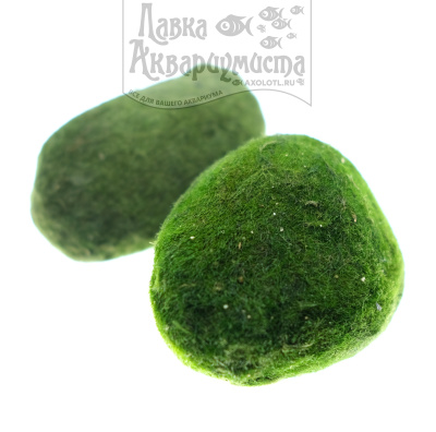 Кладофора М, 3 шт